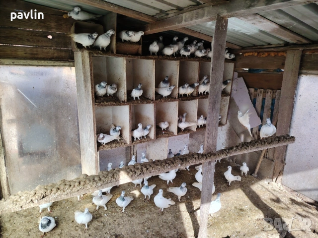 Гълъби будапещенски