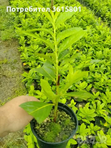 лавровишна 4лв, снимка 4 - Градински цветя и растения - 50394939