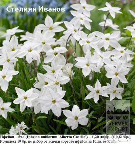 Ифейон – бял (Ipheion uniflorum 'Alberto Castillo') – луковици