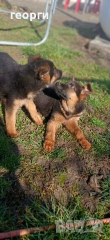 Малки Немски Овчарки, снимка 8 - Немска овчарка - 52824581