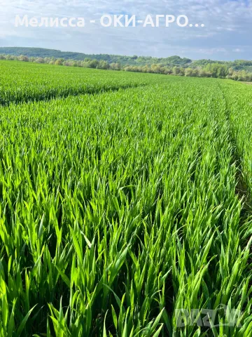 ОКИ-АГРО ЕООД - НАЕМА И ИЗКУПУВА ЗЕМЕДЕЛСКА ЗЕМЯ