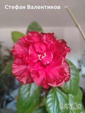 Хибискус/китайска роза, цъфти с едри червени кичести цветове, снимка 6 - Стайни растения - 52044964