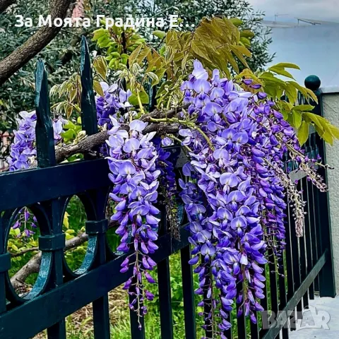 Вистерия -Глициния, снимка 8 - Градински цветя и растения - 49433187