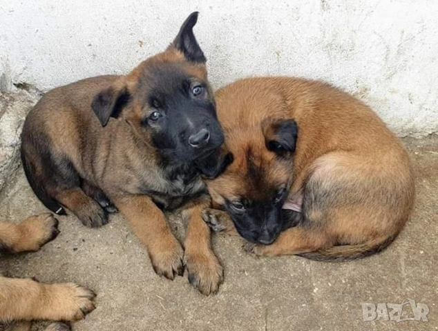Чистокръвни кученца Белгийска овчарка-Малиноа , снимка 5 - Белгийска овчарка - 53332595
