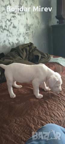 Дого Аржентино, снимка 10 - Дого аржентино - 53045596