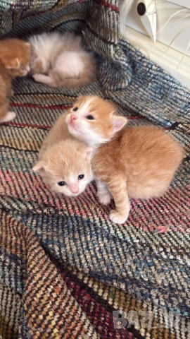 Домашни Полу-Ангорски Котенца + Доставка 60лв, снимка 17 - Ангорски - 40695376