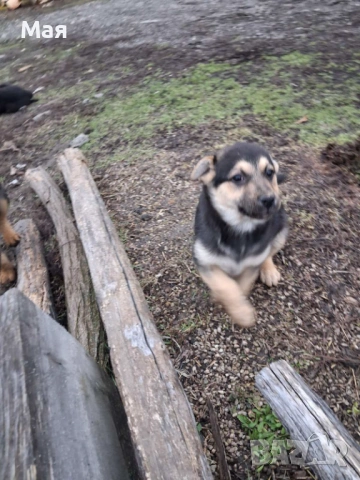 Бебета копойчета