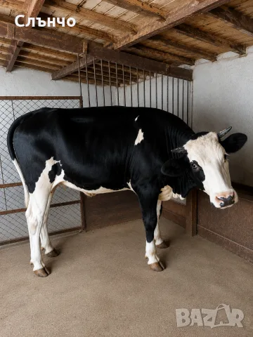 Продавам юница за заплождане 