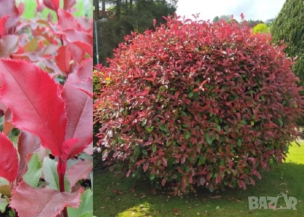 Фотиния Меджикъл Волкано, снимка 3 - Градински цветя и растения - 51472929