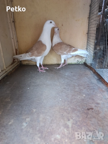 Пощенски гълъби, снимка 3 - Гълъби - 52188245