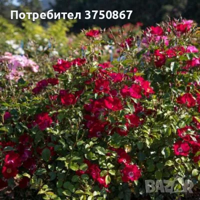 🌹 РОЗА 🌹 Rosa x polyantha Friendly® Red Meiariba, снимка 2 - Градински цветя и растения - 56084882