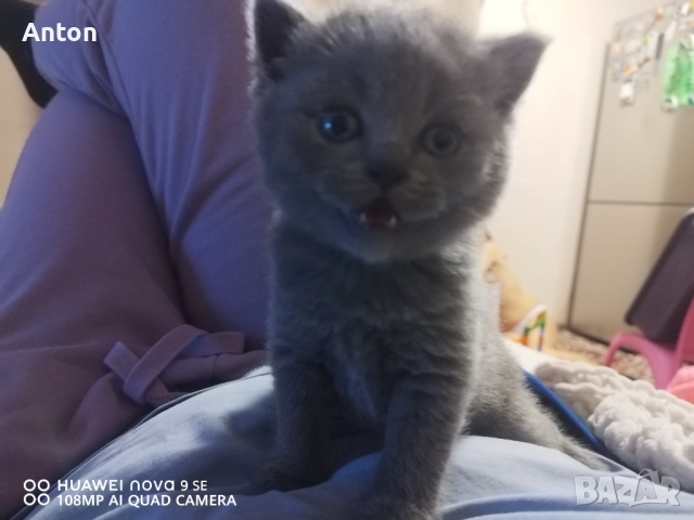 Британски котета, снимка 3 - Британска късокосместа - 52566124