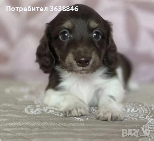 Миниатюрен дългокосмест дакел, снимка 3 - Дакели - 53738726