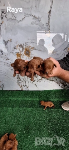  Той и мини пудели, снимка 3 - Пудели - 47042609