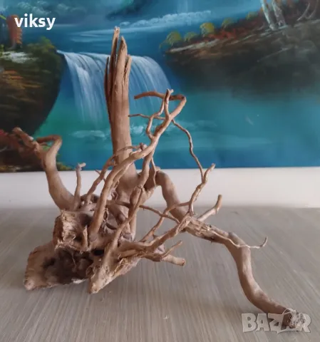 Корени азалия, снимка 5 - Други - 49245848