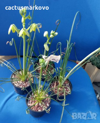 albuca spiralis, снимка 3 - Стайни растения - 35668311