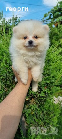 Померан померанче, снимка 10 - Померан - 41146182
