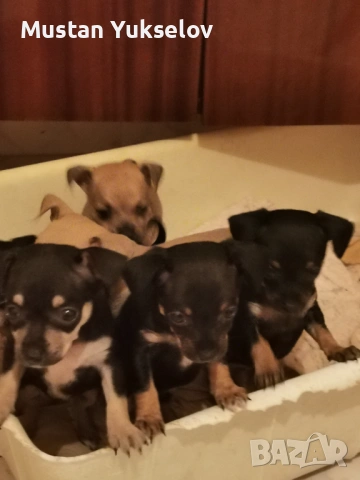 Pincer пинчерчета, снимка 5 - Пинчер - 53187873