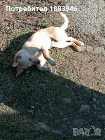 Подарявам кученца