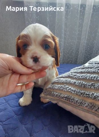 Кученце Кавалер Кинг Чарлз Шпаньол , снимка 1