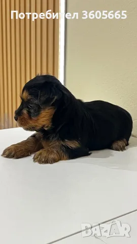 Йоркширски Териер / Йорки / Yorkie / Yorkshire Terrier, снимка 2 - Йоркширски териер - 56292834