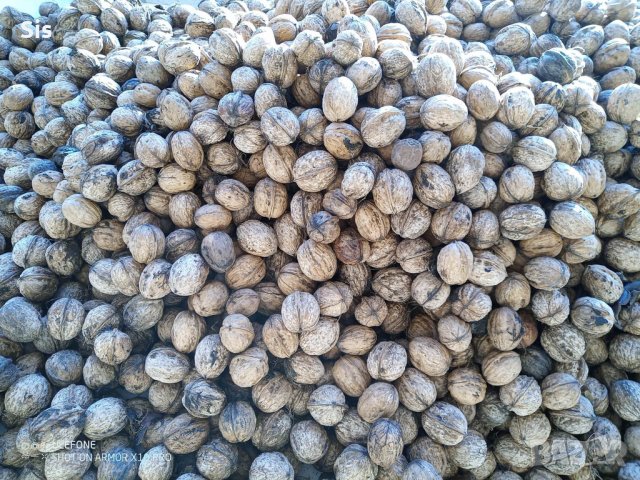 Орехи с черупка - много добро качество и вкус, снимка 1