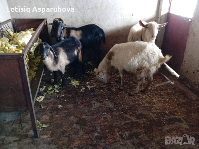 Продавам две кози и два пръча, снимка 5 - Кози - 53063534