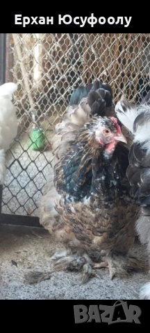 Кохин, Пауни, Брама, снимка 3 - други­ - 52025761