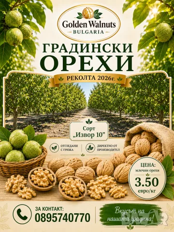Млечни градински орехи - директно от производител 2026