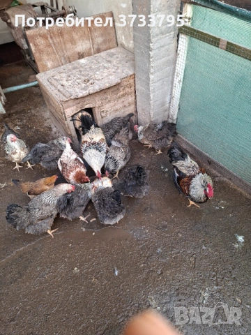 Оплодени яйца от катунски кокошки, снимка 7 - други­ - 53478133