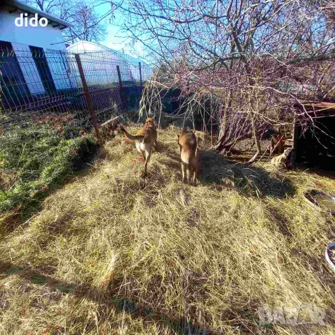 Продавам белгийски овчарки/малиноа, снимка 10 - Белгийска овчарка - 53276339