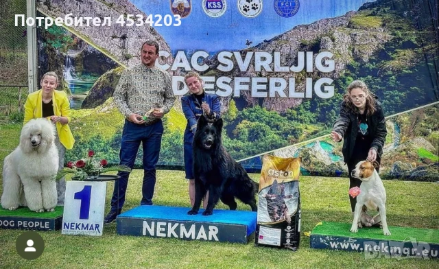 немска овчарка / НОК, снимка 3 - Немска овчарка - 51033011