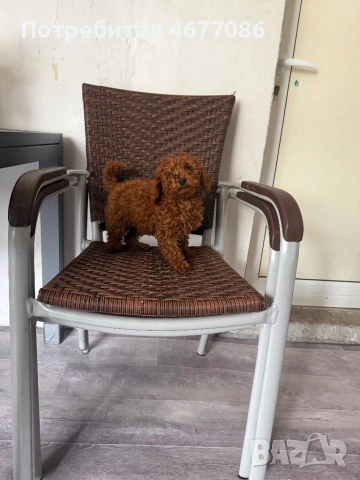 Toypudel на 3 месеца женски, снимка 2 - Пудели - 53188376