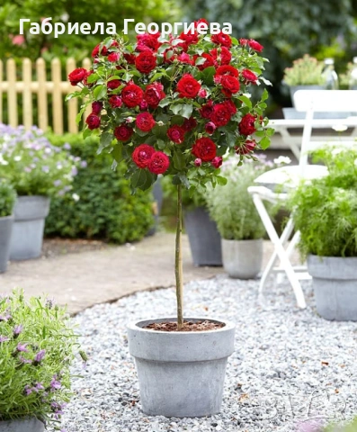 Щамбови рози, снимка 3 - Градински цветя и растения - 53595876