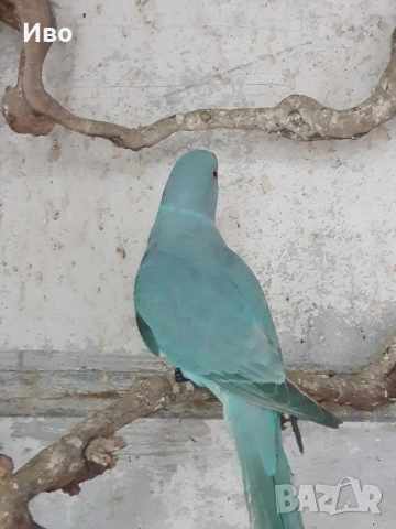 Продавам папагали малък АЛЕКСАНЪР , снимка 4 - Папагали - 53766167
