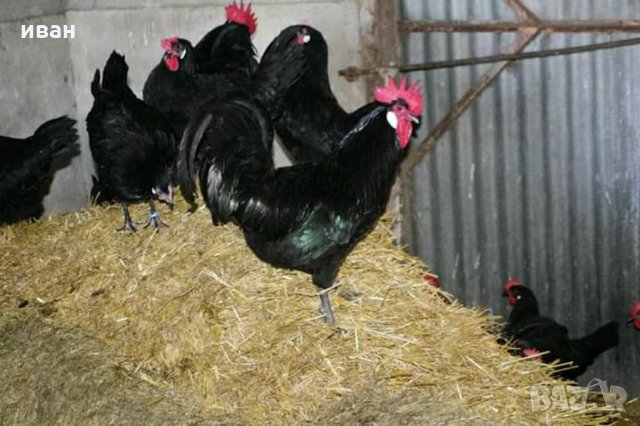 Оплодени яйца от Черно брезе