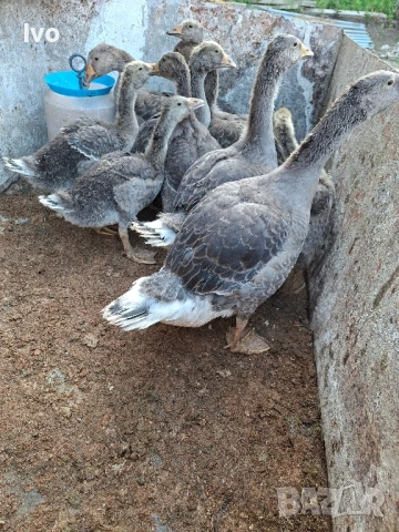 Свободни гъсета, снимка 1