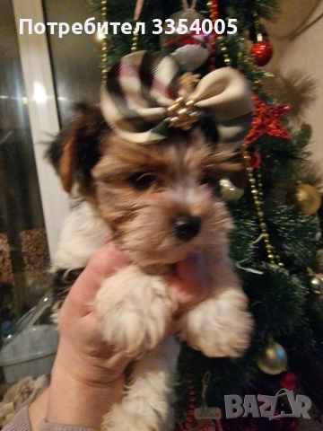 мъжко йорки бивър уникални кученца , снимка 8 - Йоркширски териер - 52586204