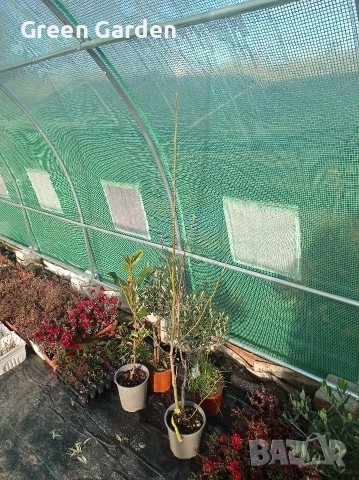 Магнолия Yellow bird , снимка 2 - Разсади - 52811329