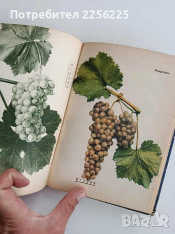 Настолна книга за лозаря, снимка 7 - Специализирана литература - 52471038