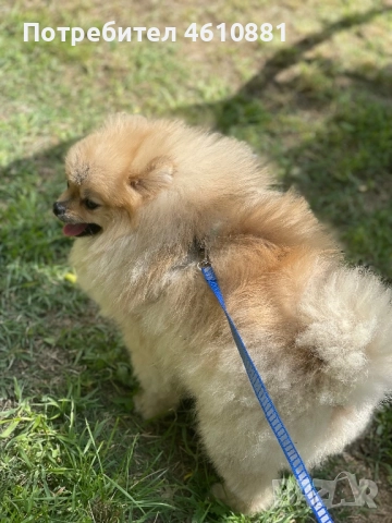 Мъжки Померан - Разплод , снимка 2 - Померан - 51921531