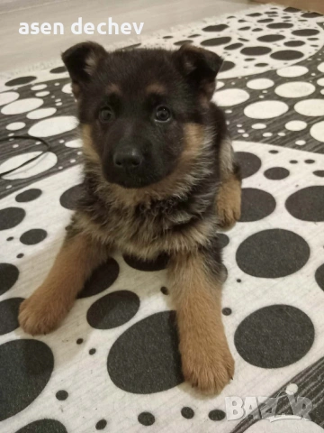 продавам женска немса овчарка 