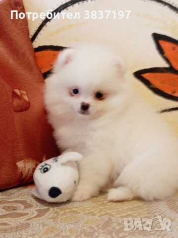 2 момичета и 2 момчета , снимка 8 - Померан - 53721791