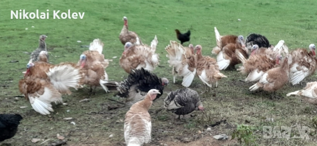 Продавам домашни био пуйки, снимка 2 - Кокошки и пуйки - 52677427