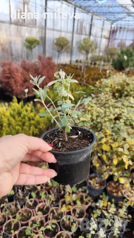 Теукриум, Teucrium Fruticans, снимка 6 - Градински цветя и растения - 39343405