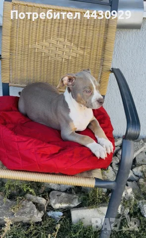 American Bully XL, снимка 9 - Американски стафордширски териер - 56359868