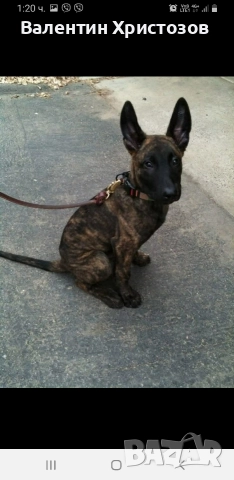 белгийска овчарка малиноа хердер 