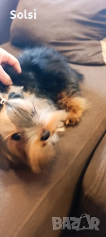 мини йорки , снимка 9 - Йоркширски териер - 52829227