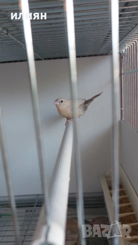 Среброклюни амадини