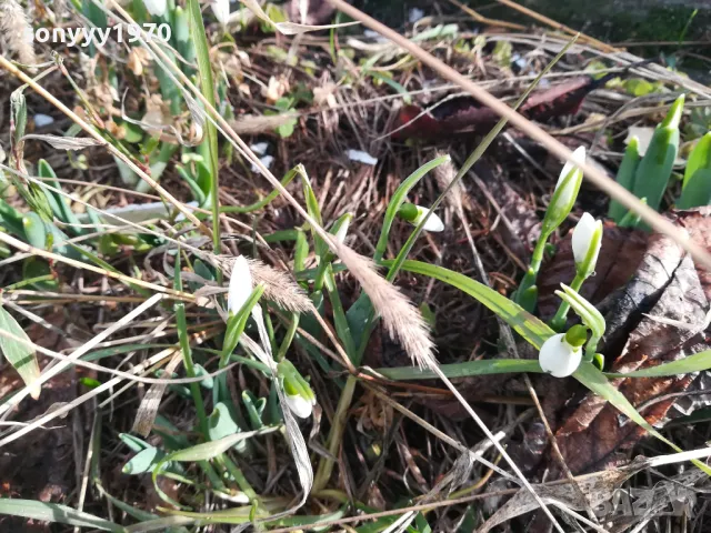 КОКИЧЕТА В САКСИЯ С ЛУКОВИЦИ И ПОЧВА 2025Г 2401251516, снимка 15 - Градински цветя и растения - 48812271